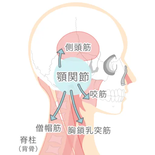 噛み合わせが与える影響